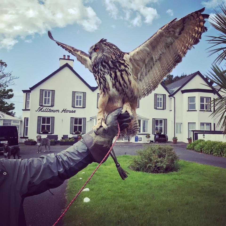 Milltown House Dingle Hotel Buitenkant foto